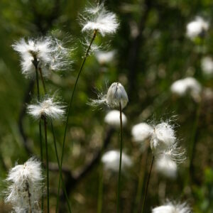 <b>Eriophorum vaginatum</b>  Scheidiges Wollgras