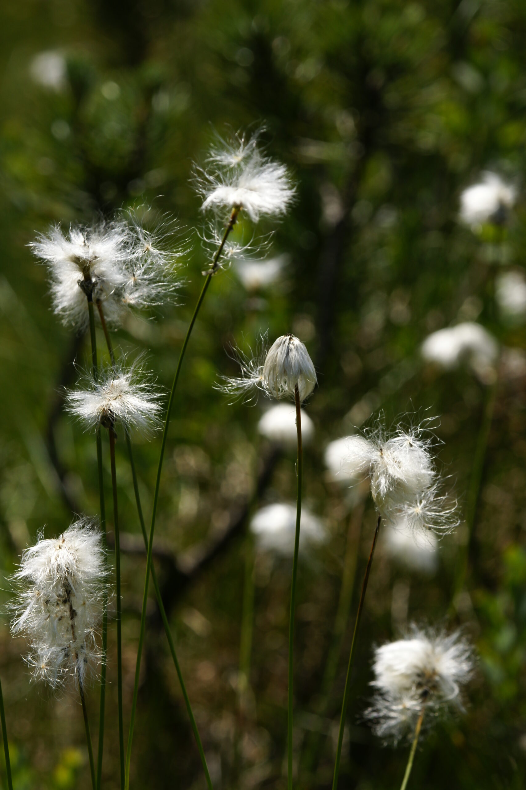 <b>Eriophorum vaginatum</b> Scheidiges Wollgras