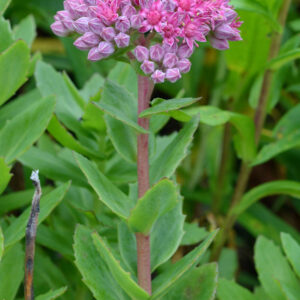 <b>Sedum telephium</b>  Purpur-Fetthenne