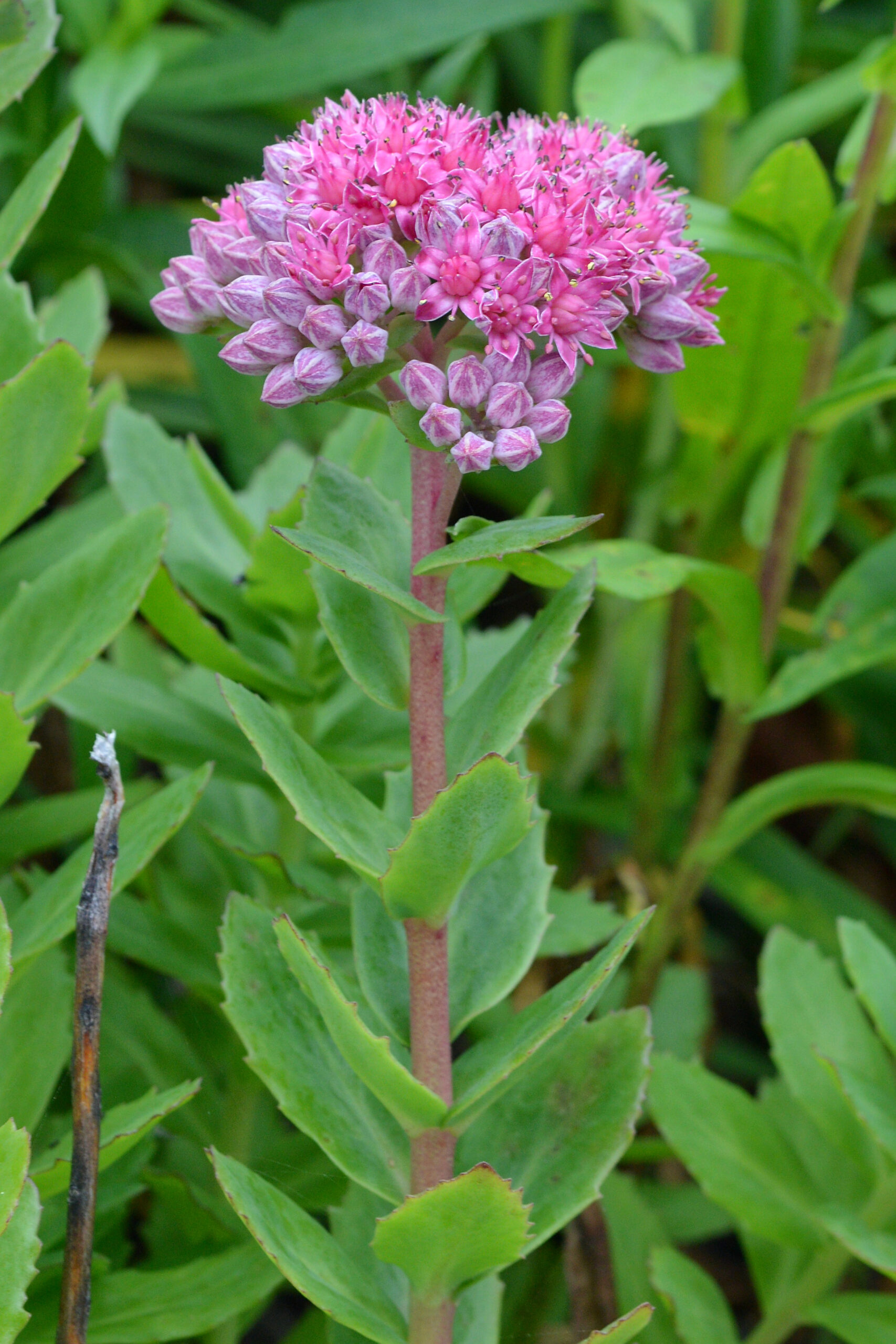 <b>Sedum telephium</b> Purpur-Fetthenne