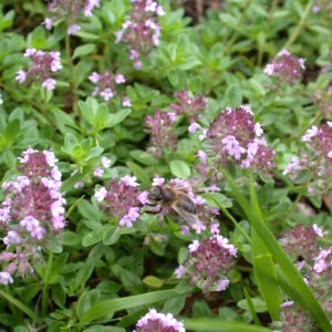 <b>Thymus serpyllum</b>  Sandthymian