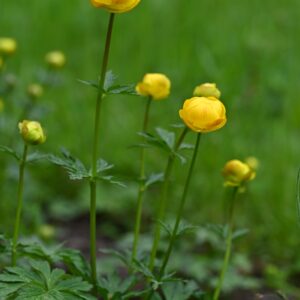 <b>Trollius europaeus</b>  Europäische Trollblume