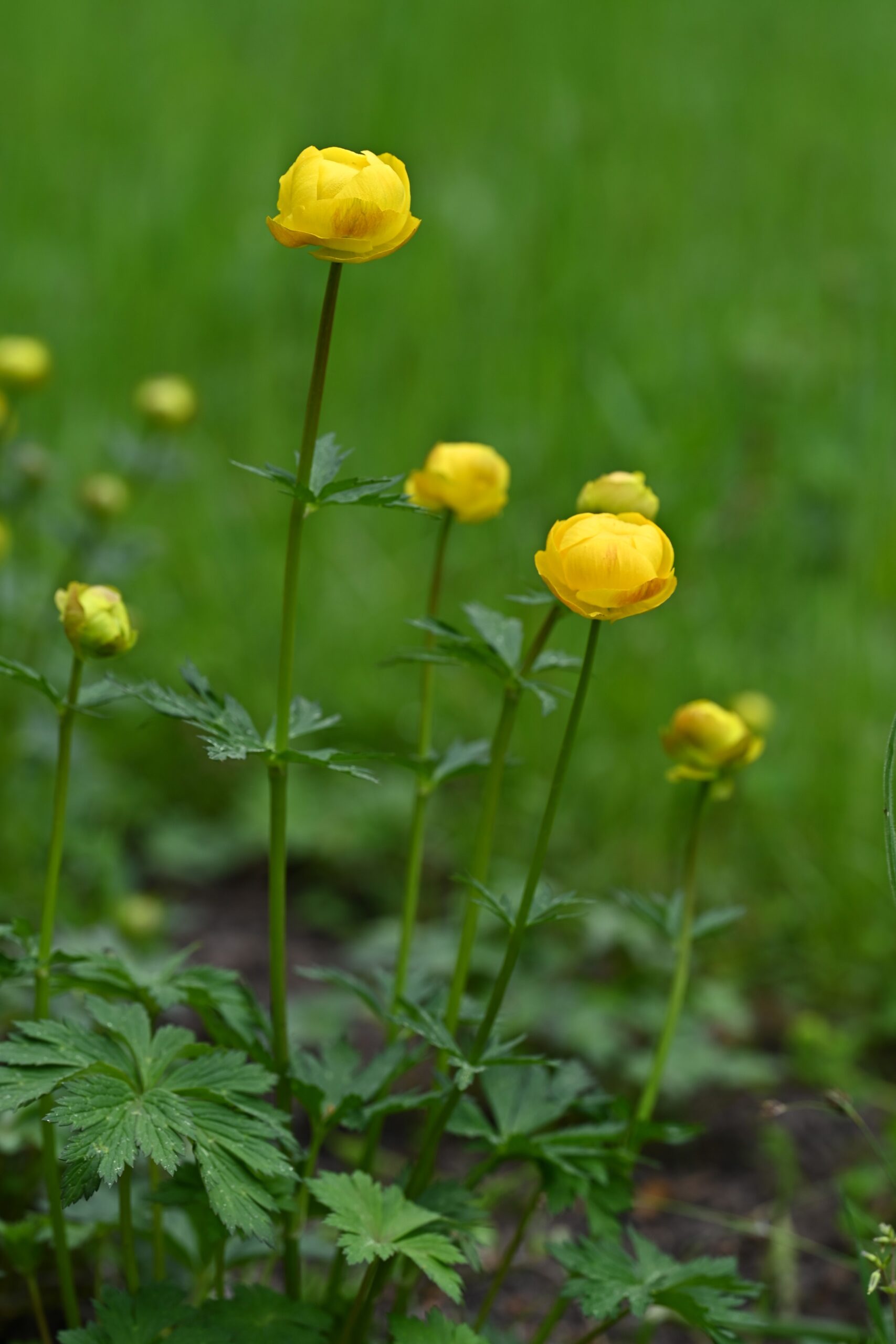 <b>Trollius europaeus</b> Europäische Trollblume