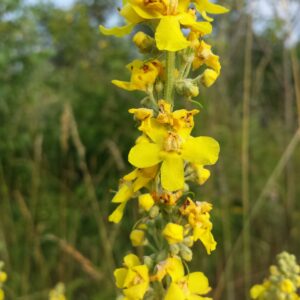 <b>Verbascum lychnitis</b>  Mehlige Königskerze