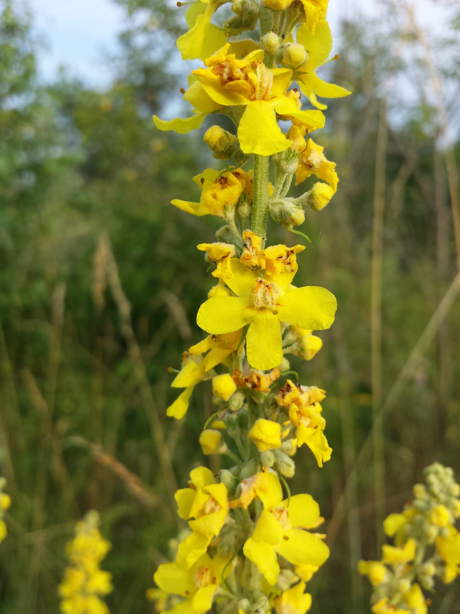 <b>Verbascum lychnitis</b> Mehlige Königskerze