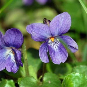 <b>Viola odorata</b>  März- Veilchen