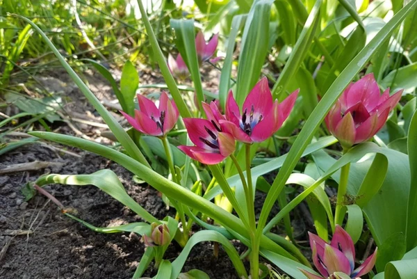 <b> Tulipa Little Beauty</b> – Bild 2