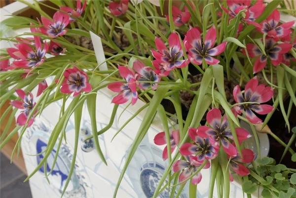 <b> Tulipa Little Beauty</b> – Bild 3