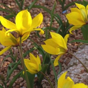 <b> Tulipa Sylvestris</b>  Bio-Wilde Tulpe