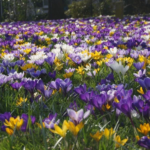 <b> Krokus grossblütig Mix</b>