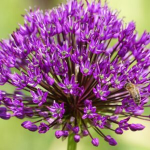 <b> Allium Purple Sensation</b>   Bio-Sternkugellauch