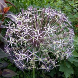 <b>Allium Christophii</b>   Bio-Sternkugellauch