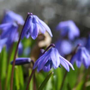 <b> Scilla Siberica</b> Bio-Sibirische Blaustern