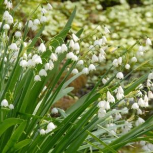 <b> Leucojum Gravetye Giant</b>  Bio-Sommer-Knotenblume