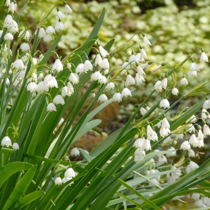 <b> Leucojum Gravetye Giant</b> Bio-Sommer-Knotenblume