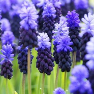<b> Muscari Latifolium</b>  Bio-Traubenhyazinthe