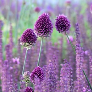 <b>Allium Sphaerocephalon</b> Bio-Sternkugellauch