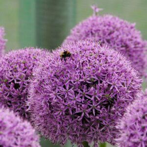 <b> Allium Gladiator</b> Bio-Zierlauch