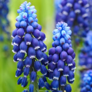 <b>  Muscari Joyce Spirit</b>  Bio-Traubenhyazinthe