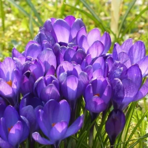 <b>Crocus Sativus</b> Bio-Safran Krokus