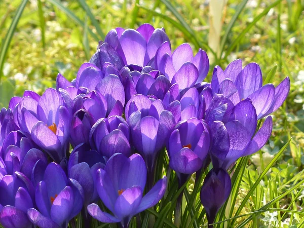 <b>Crocus Sativus</b> Bio-Safran Krokus