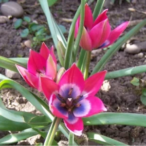<b> Tulipa Little Beauty</b>