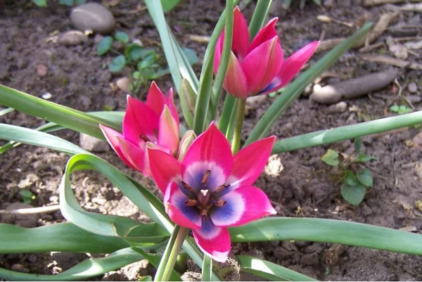 <b> Tulipa Little Beauty</b>